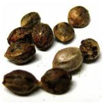 Семена марихуаны АК-47  (Seeds AK-47) в Киренске